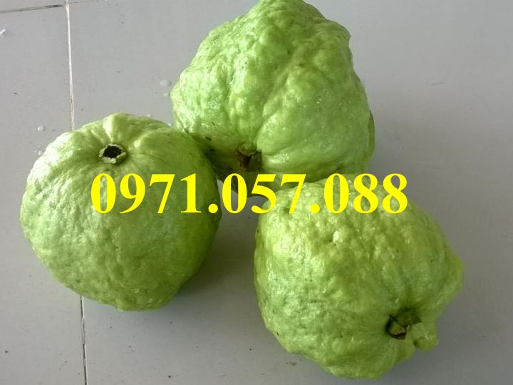 CÂY GIỐNG ỔI NỮ HOÀNG